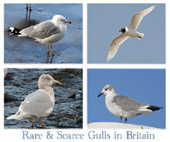 Rare & Scarce Gulls in Britain 01