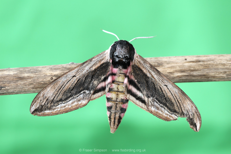 Privet Hawk-moth (Sphinx ligustri) © Fraser Simpson