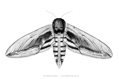 Privet Hawk-moth drawing � Fraser Simpson