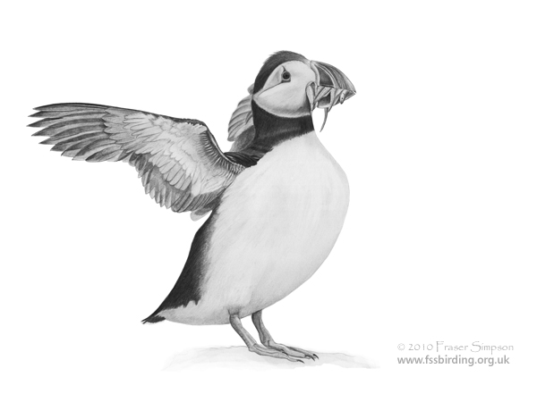 Atlantic Puffin drawing © Fraser Simpson