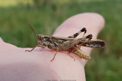 Puissant's Green-winged Grasshopper (Aiolopus puissanti)  Fraser Simpson