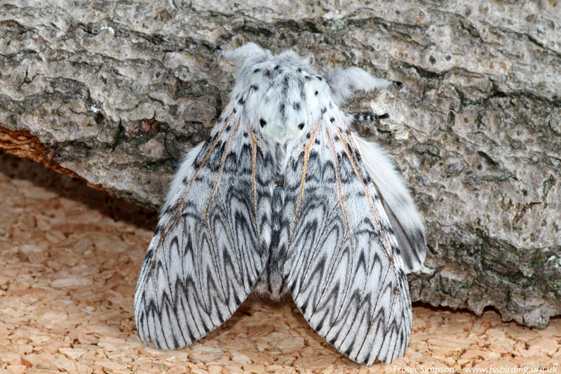 Puss Moth (Cerura vinula) © Fraser Simpson