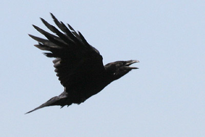 Raven  2005  F. S. Simpson
