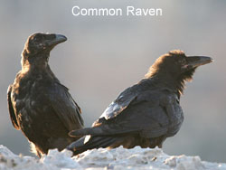 Common Ravens © 2006  F. S. Simpson