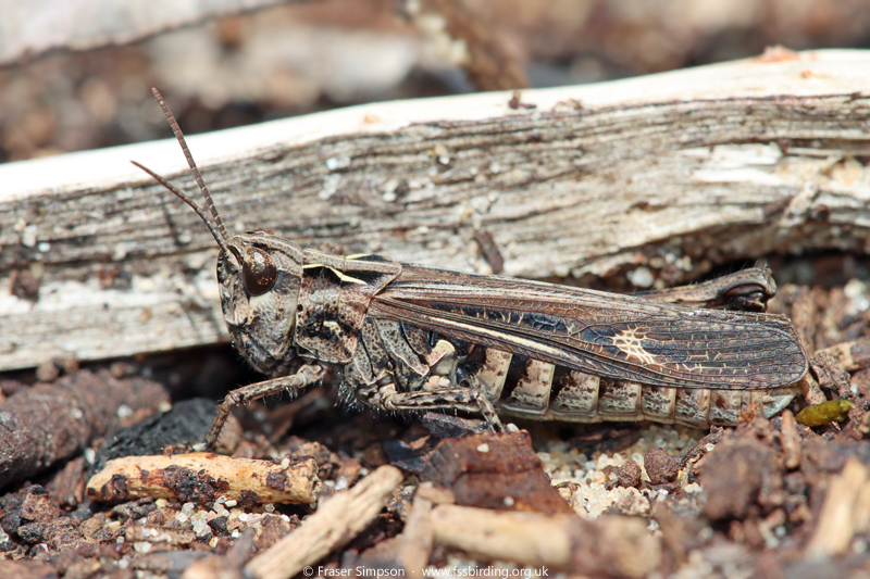 Raymond's Grasshopper (Omocestus raymondi) © Fraser Simpson