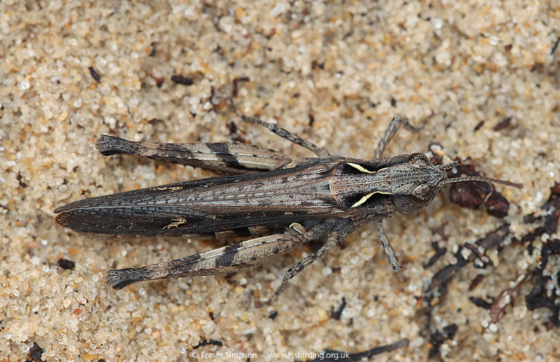 Raymond's Grasshopper (Omocestus raymondi) © Fraser Simpson