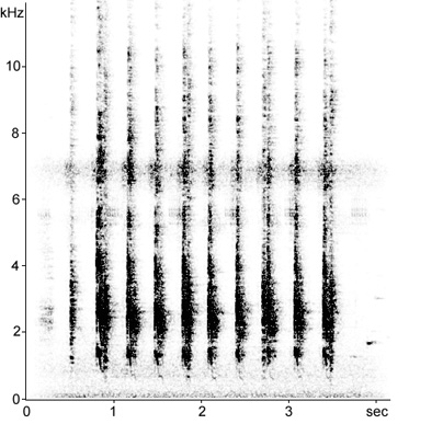 Sonogram of Red-bellied Woodpecker alarm call
