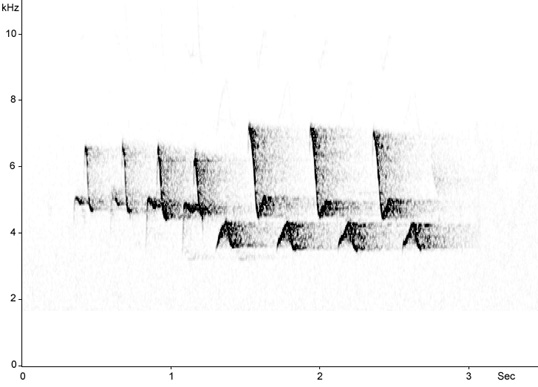 Sonogram of Red-breasted Flycatcher song