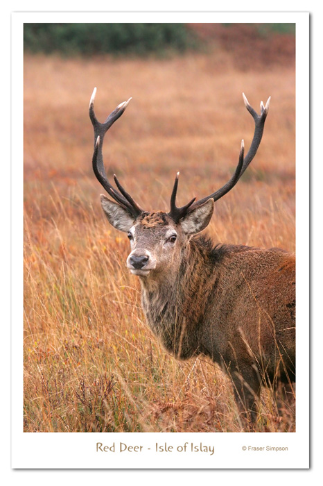 Red Deer Stag, Kildalton © 2007 Fraser Simpson