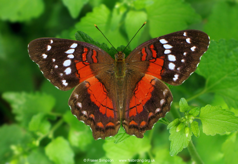 Red Peacock (Anartia amathea), Tarapoto, Peru, Aug 2007 � Fraser Simpson