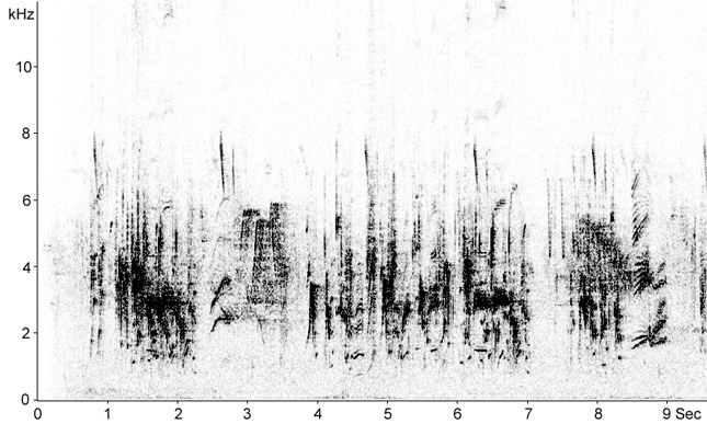 Sonogram of Red-rumped Swallow song