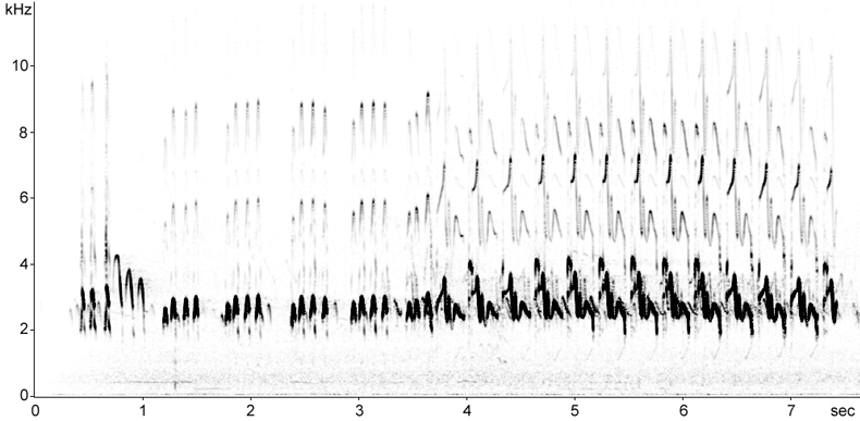Sonogram of Wood Sandpiper song flight display