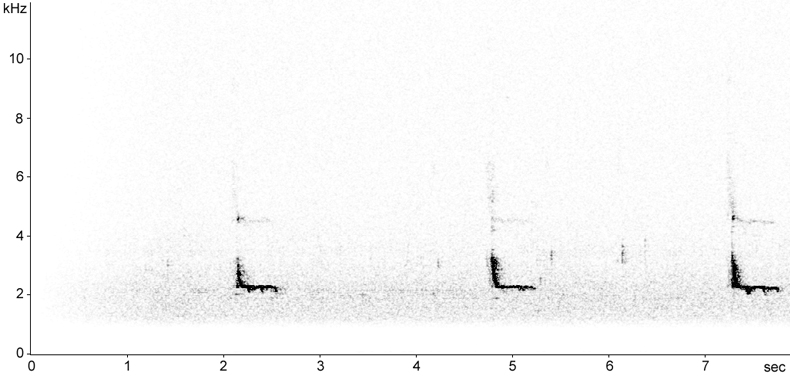 Sonogram of Redshank calls at night