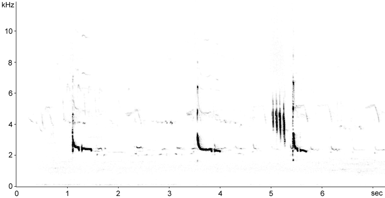 Sonogram of Redshank flight calls