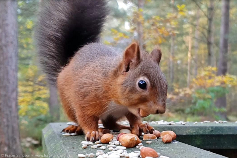 Red Squirrel (Sciurus vulgaris) © Fraser Simpson 