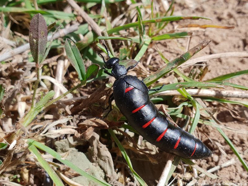 Red-striped Oil Beetle (Berberomeloe majalis), Valle de Ojn, Parque Natural de los Alcornocales, Spain  Fraser Simpson