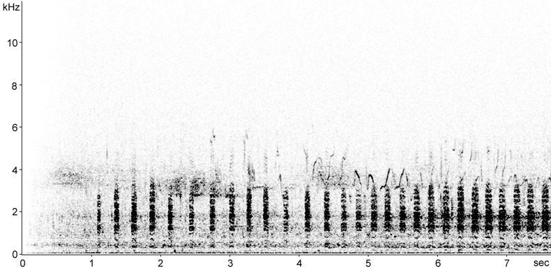 Sonogram of Red-throated Diver flight calls