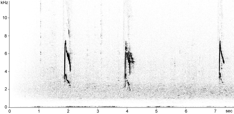 Sonogram of Red-throated Pipit flight calls