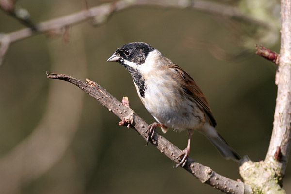 Reed Bunting 2006 Fraser Simpson