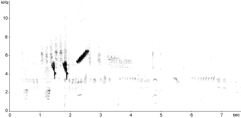 Sonogram of Reed Bunting song