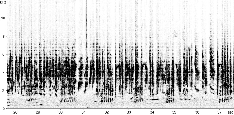 Sonogram of Reed Warbler song