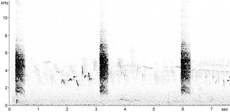 Sonogram of Reed Warbler calls