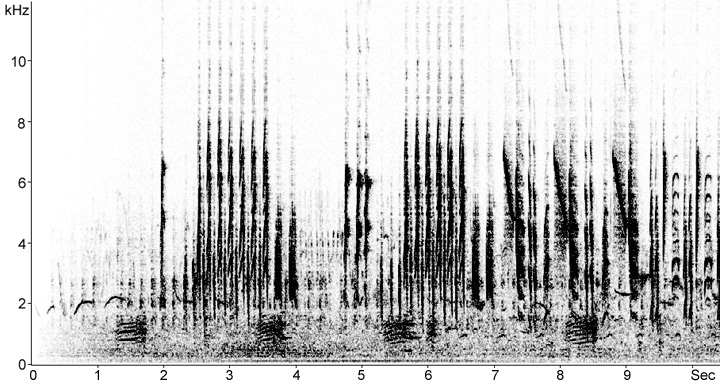 Sonogram of Reed Warbler song
