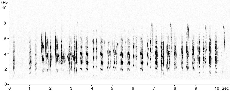Sonogram of Eurasian Reed Warbler song