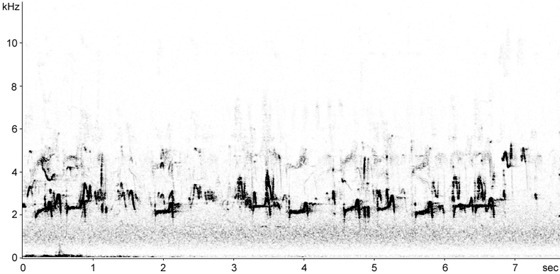 Sonogram of Ringed Plover calls in flight