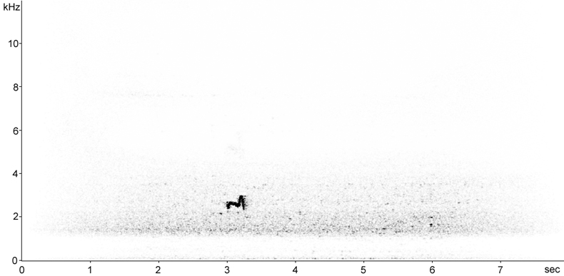 Sonogram of Ringed Plover flight call at night