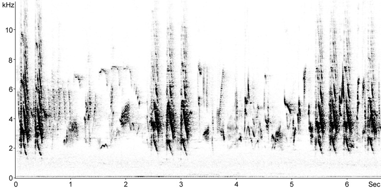 Sonogram of Ring-necked Parakeet calls