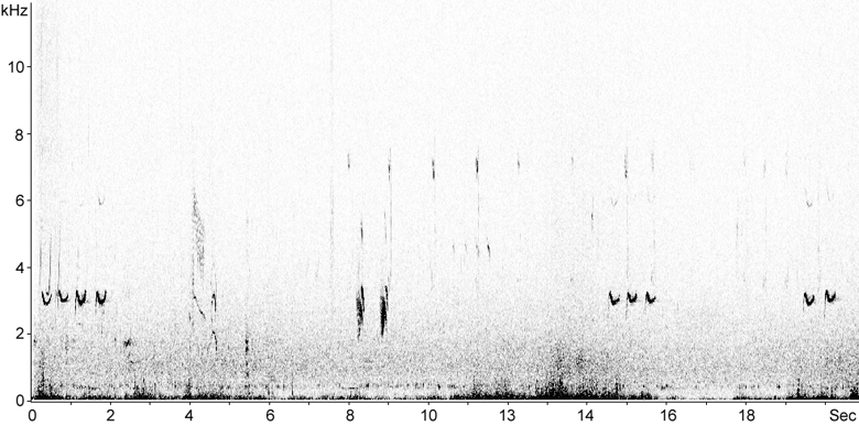 Sonogram of Ring Ouzel song