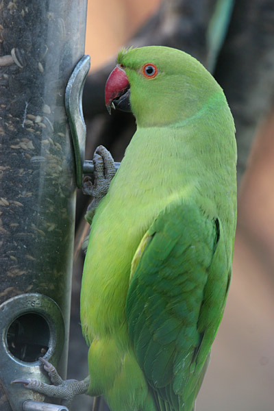 Ring-necked Parakeet 2005 Fraser Simpson