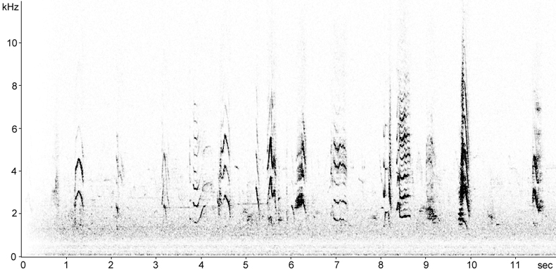 Sonogram of Ring-necked Parakeet song
