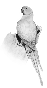 Ring-necked Parakeet (Psittacula krameri) � Fraser Simpson