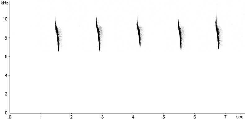 Sonogram of male Rock Bunting call 