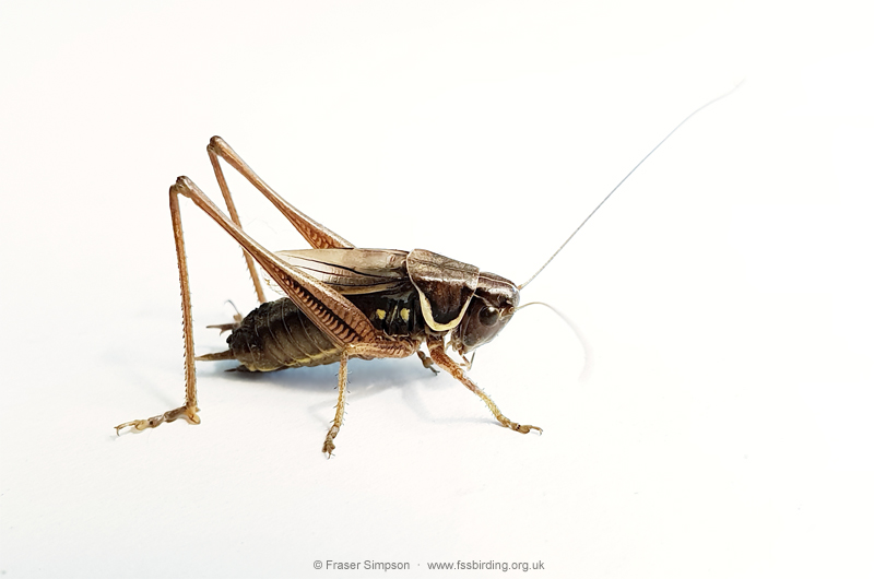 Roesel's Bush-cricket (Roeseliana roeselii) © Fraser Simpson