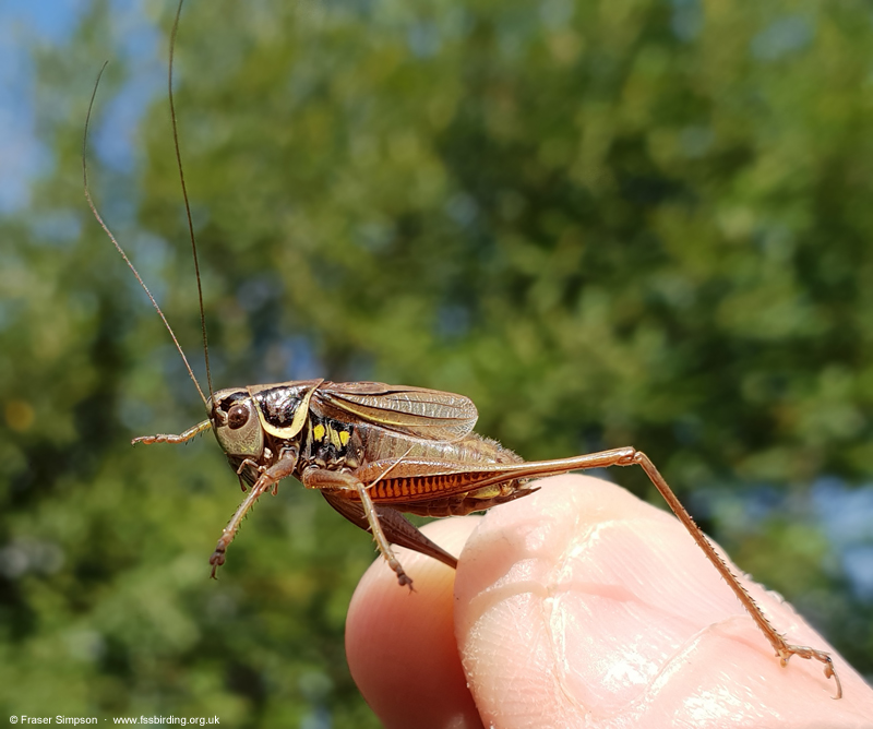 Roesel's Bush-cricket (Roeseliana roeselii) © Fraser Simpson