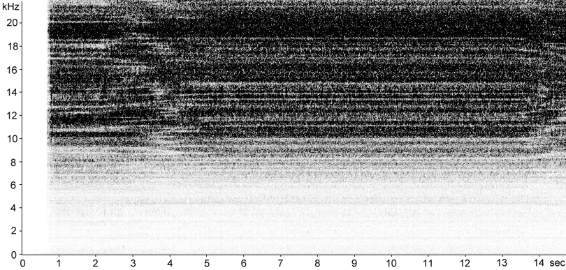 Sonogram of Roesel's Bush-cricket stridulation [roeselsbushcricket117302capcut]