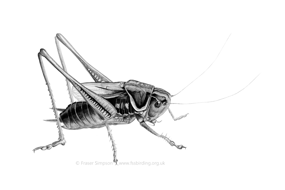 Roesel's Bush-cricket drawing � Fraser Simpson