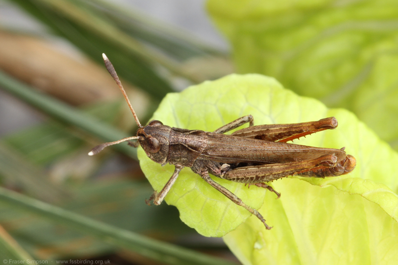 Rufous Grasshopper/White-clubbed Grasshopper (Gomphocerippus rufus) © Fraser Simpson
