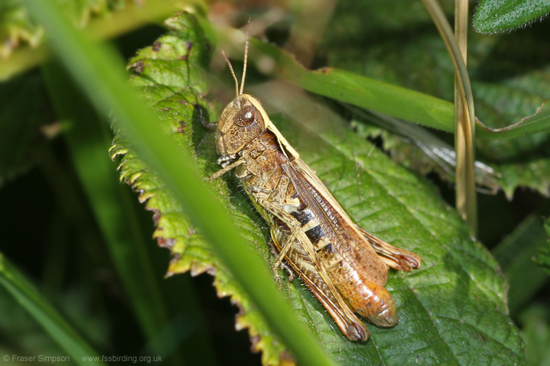 Rufous Grasshopper/White-clubbed Grasshopper (Gomphocerippus rufus) © Fraser Simpson