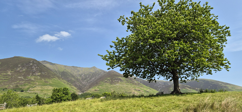 View of Saddleback from south of Threlkeld  Fraser Simpson 2025