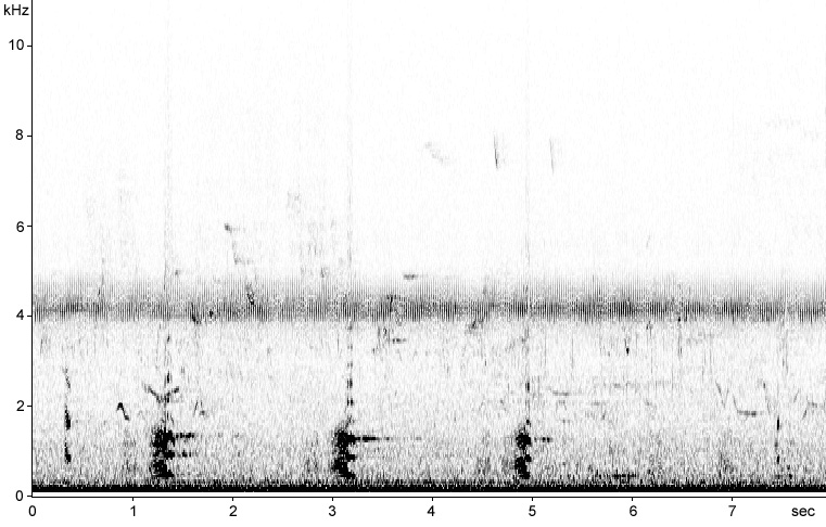 Sonogram of Savi's Warbler song