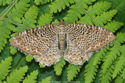 Scallop Shell�(Hydria undulata) � Fraser Simpson