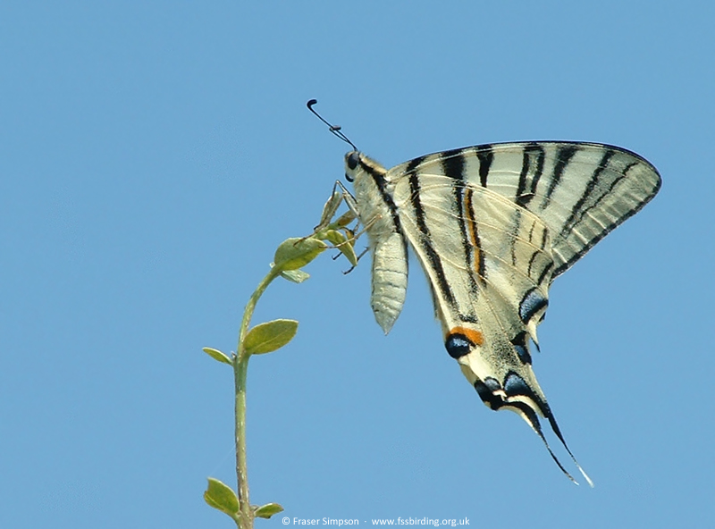 Scarce Swallowtail (Iphiclides podlirius), Greece, Jul 2005 � Fraser Simpson