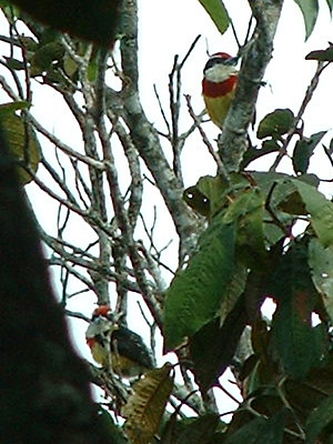 Scarlet-banded Barbet (Capito wallacei) © 2005 Fraser Simpson