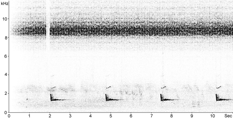 Sonogram of male Eurasian Scops Owl song/territorial call