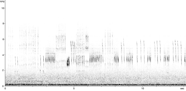 Sonogram of Sedge Warbler