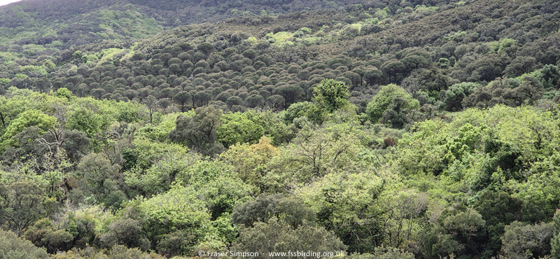 Sender Canuto de Risco Blanco, Parque Natural de los Alcornocales, Andaluc�a, Spain, Apr 2025 � Fraser Simpson